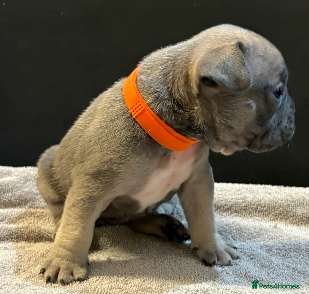Mixed Breed dogs for sale: Frenchie mix - Advert 7