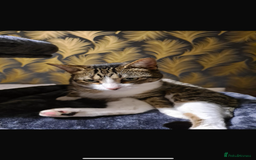 Domestic Shorthair cats for sale: 2 Stunning tabby boys available  - Image 5