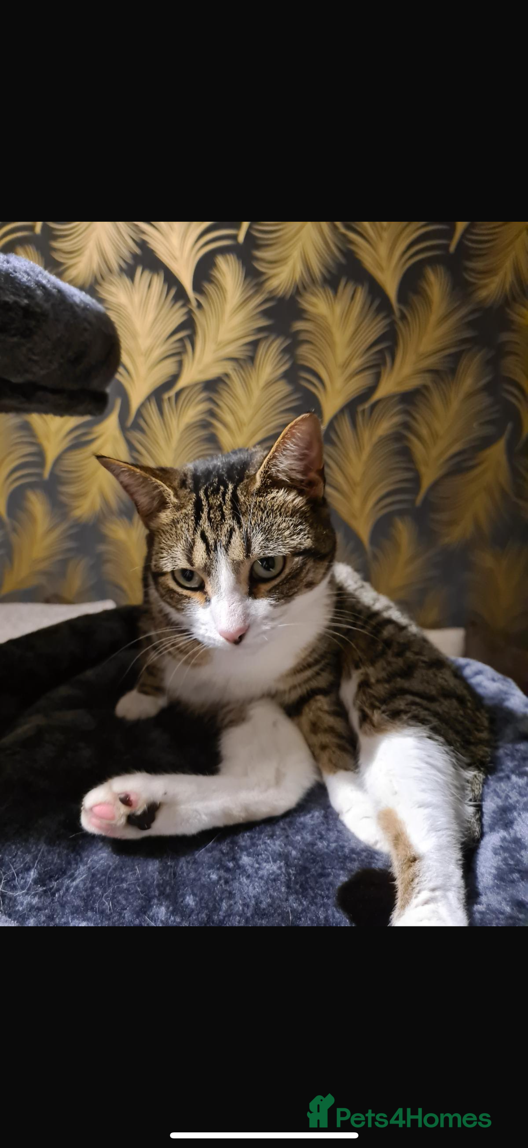 Domestic Shorthair cats for sale: 2 Stunning tabby boys available  - Image 5