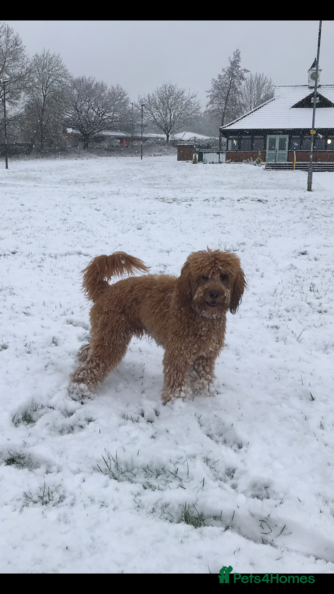 Cockapoo dogs for stud: STUD F1 Cockerpoo (5 Star 10/10} - Advert 14