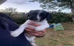English Springer Spaniel dogs for sale: OFTAW Springer Spaniel Puppies fantastic pedigree - Image 6