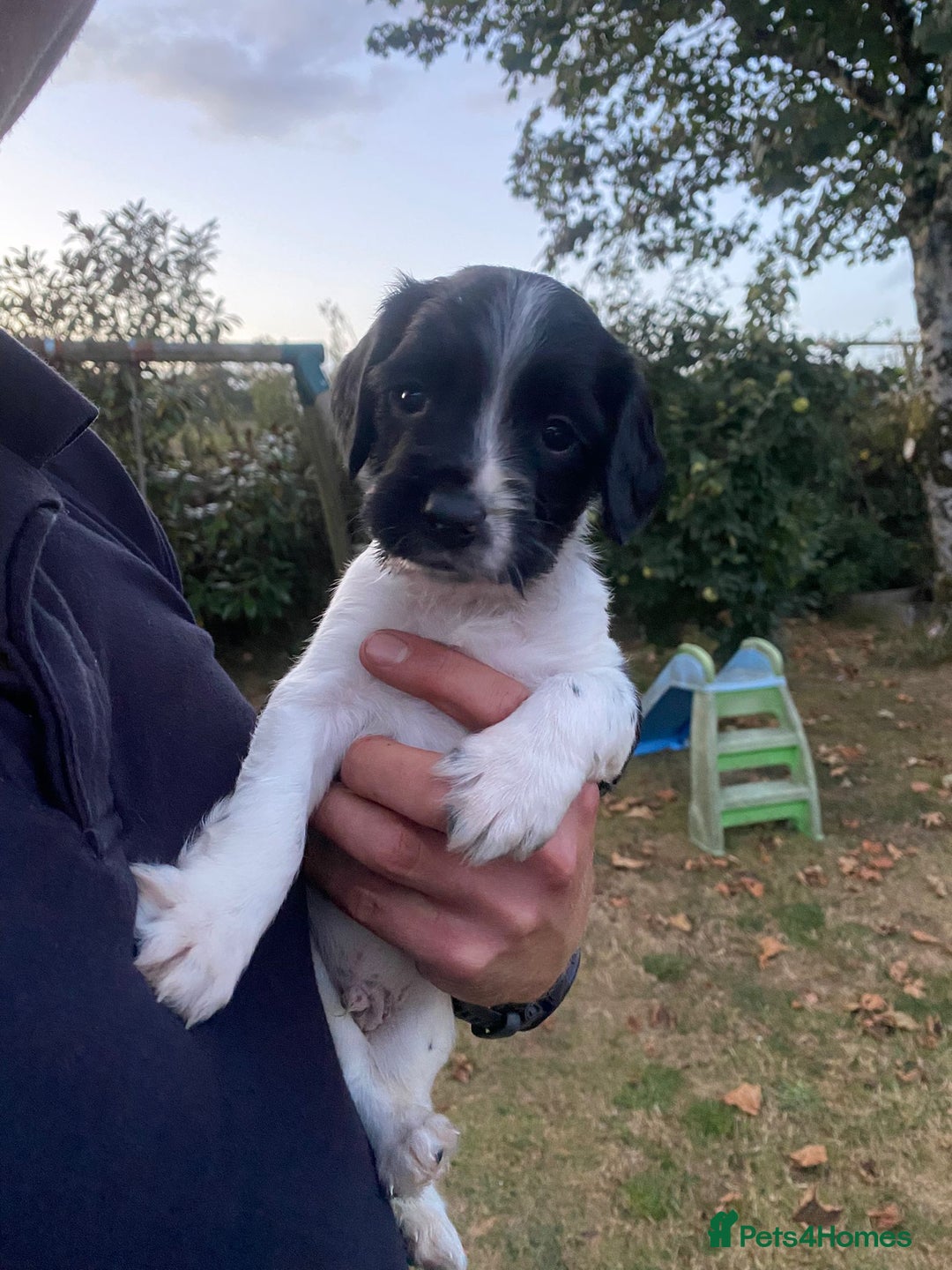 English Springer Spaniel dogs for sale: OFTAW Springer Spaniel Puppies fantastic pedigree - Image 6