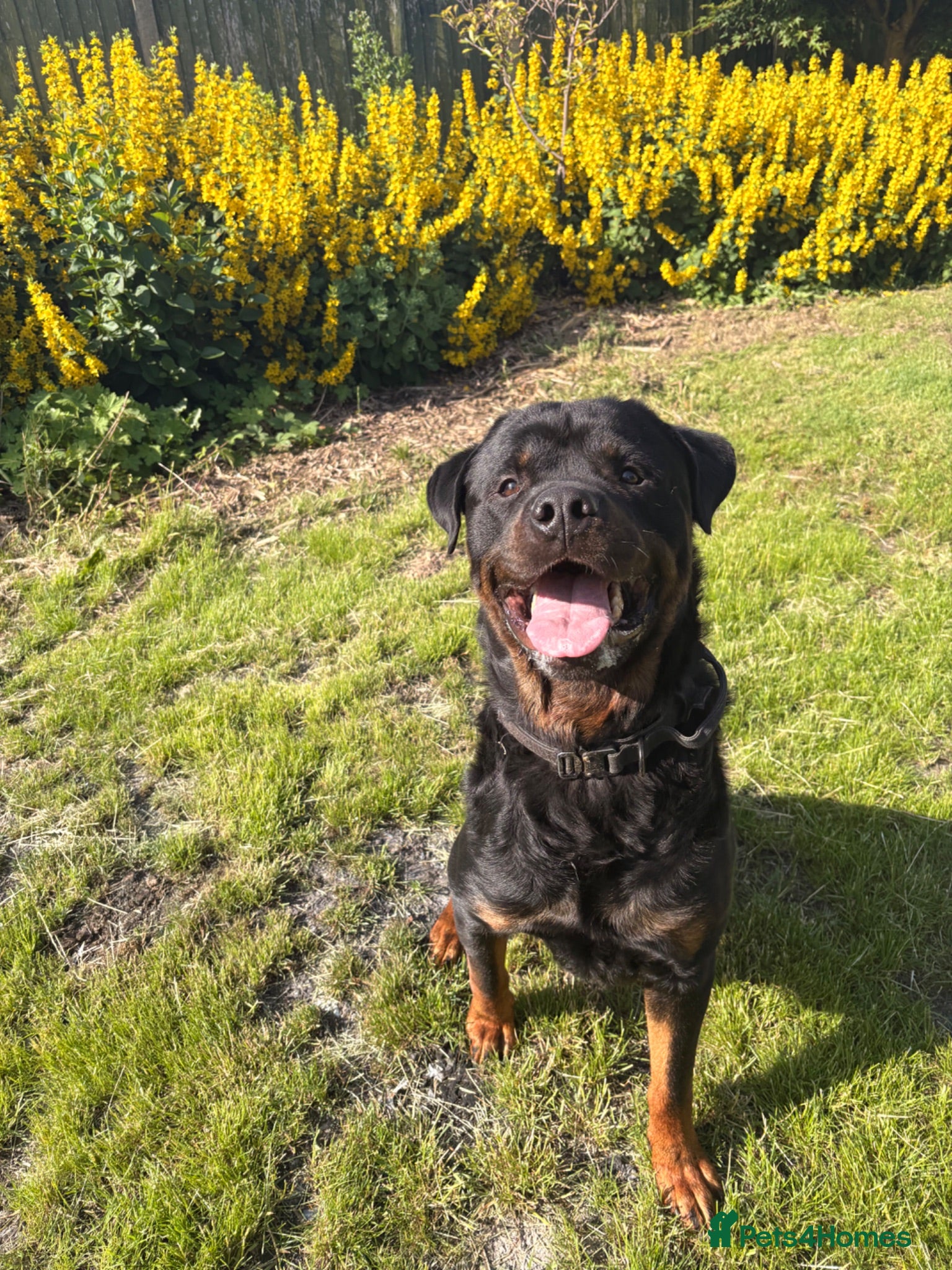 Rottweiler dogs 🏆⭐️Proven Stud – Excellent Temperament⭐️🏆 - Advert 5