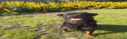 Rottweiler dogs for stud: 🏆⭐️Proven Stud – Excellent Temperament⭐️🏆 - Advert 1