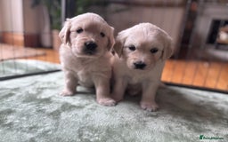Golden Retriever dogs for sale: 2 female Golden Retrievers puppies - Image 7