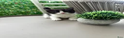 Mixed Breed cats for sale: Beautiful Ragdoll x Calico female kittens  - Advert 4