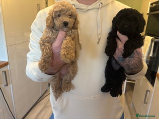 Toy Poodle dogs Toy poodle last few ready next week - Advert 6