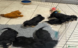 Schnoodle dogs for sale: Stunning Schnoodles, heath tested  - Image 33
