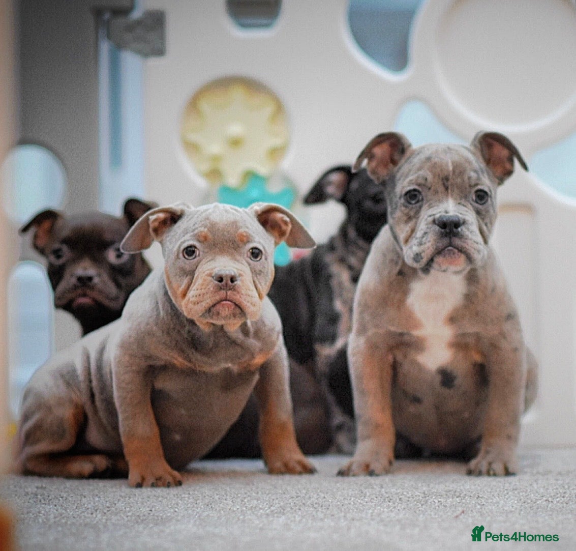 Olde English Bulldogge dogs 23 years Professionals 5⭐️Rated Licensed.  - Advert 4