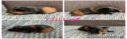 Guinea Pig rodents for sale: Male & Female piggies looking for new laps - Advert 25