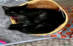 Mixed Breed cats for sale: 2 Black Fluffy Kittens (15wk old brothers) - Image 1