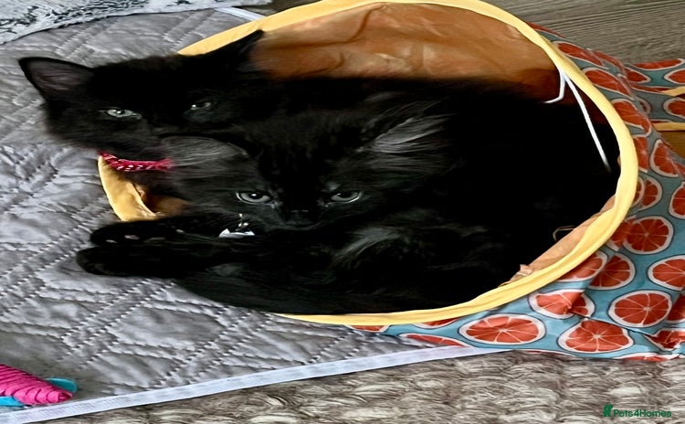 Mixed Breed cats - Advert 6