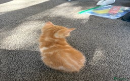 Mixed Breed cats for sale: Gorgeous ginger female tabby  - Image 2