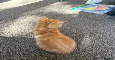 Mixed Breed cats - Advert 3