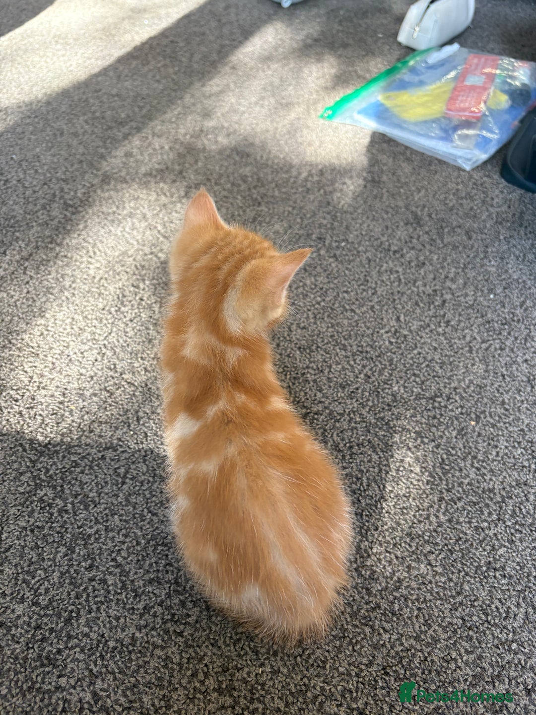 Mixed Breed cats for sale: Gorgeous ginger female tabby  - Image 2