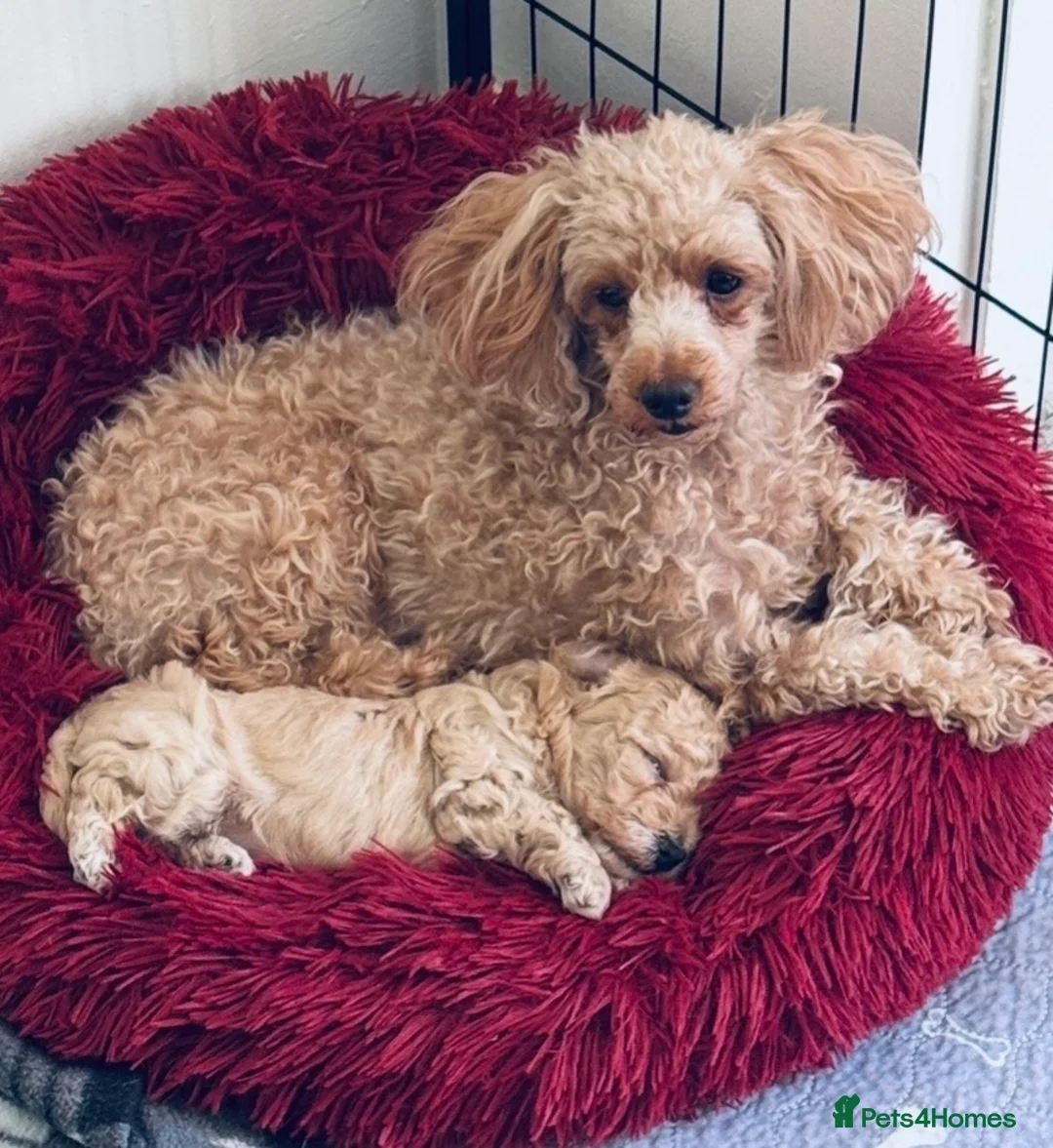 Maltipoo dogs for sale: F1 Maltipoo fantastic little boy 💙 in Swadlincote - Advert 1