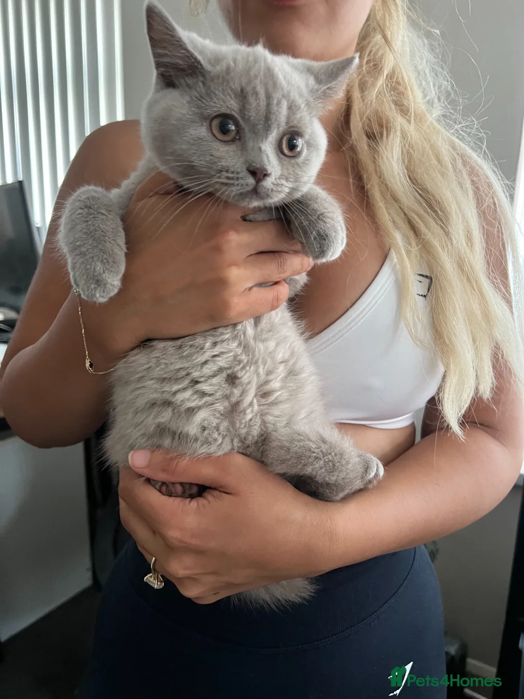 British Shorthair cats for sale: Two British shorthair boy and girl - Advert 14