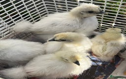Chickens poultry for sale: DISCOUNTED pure breed chicks for sale! - Image 3
