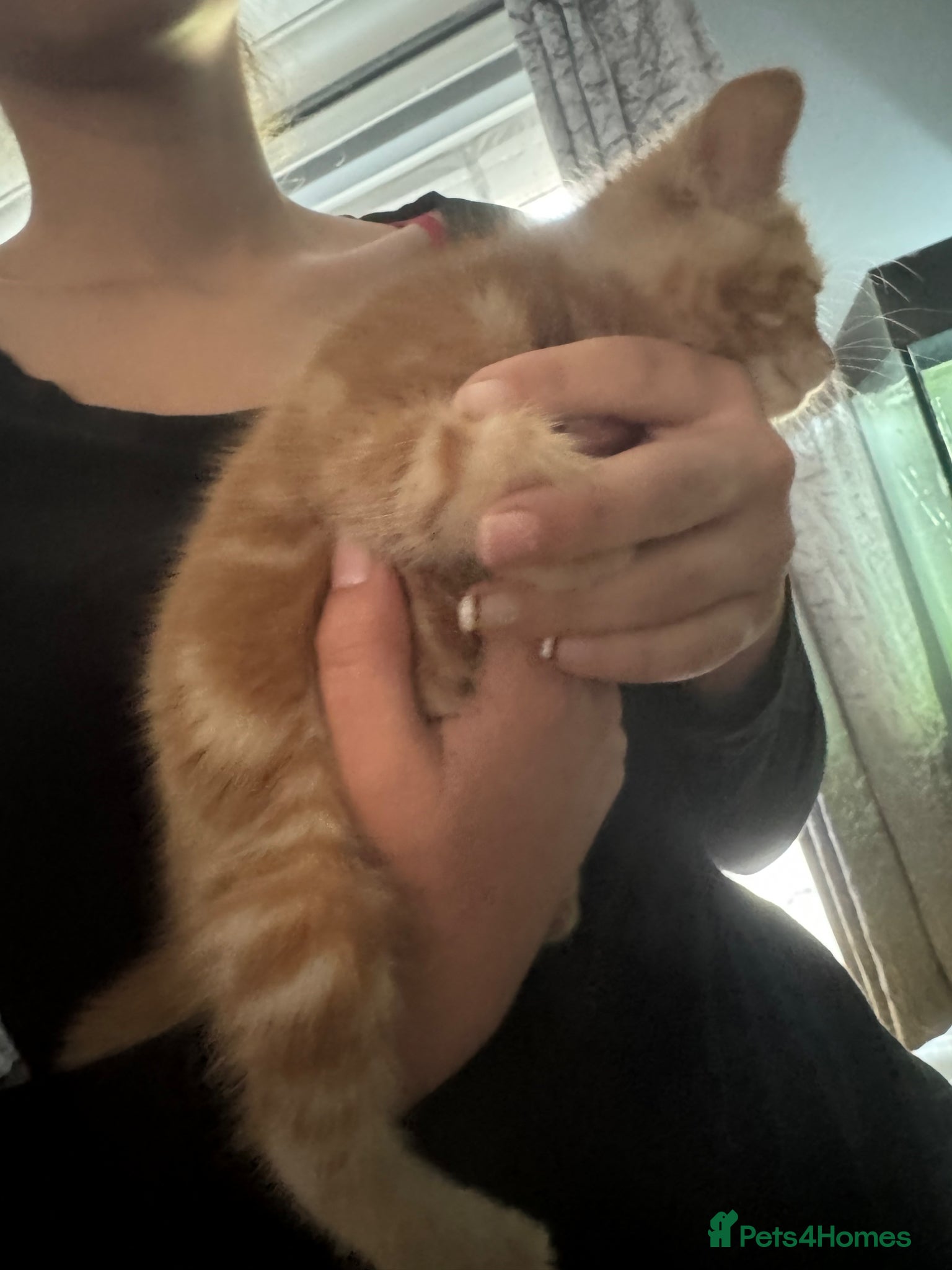 Domestic Shorthair cats for sale: Beautiful kittens - Advert 16