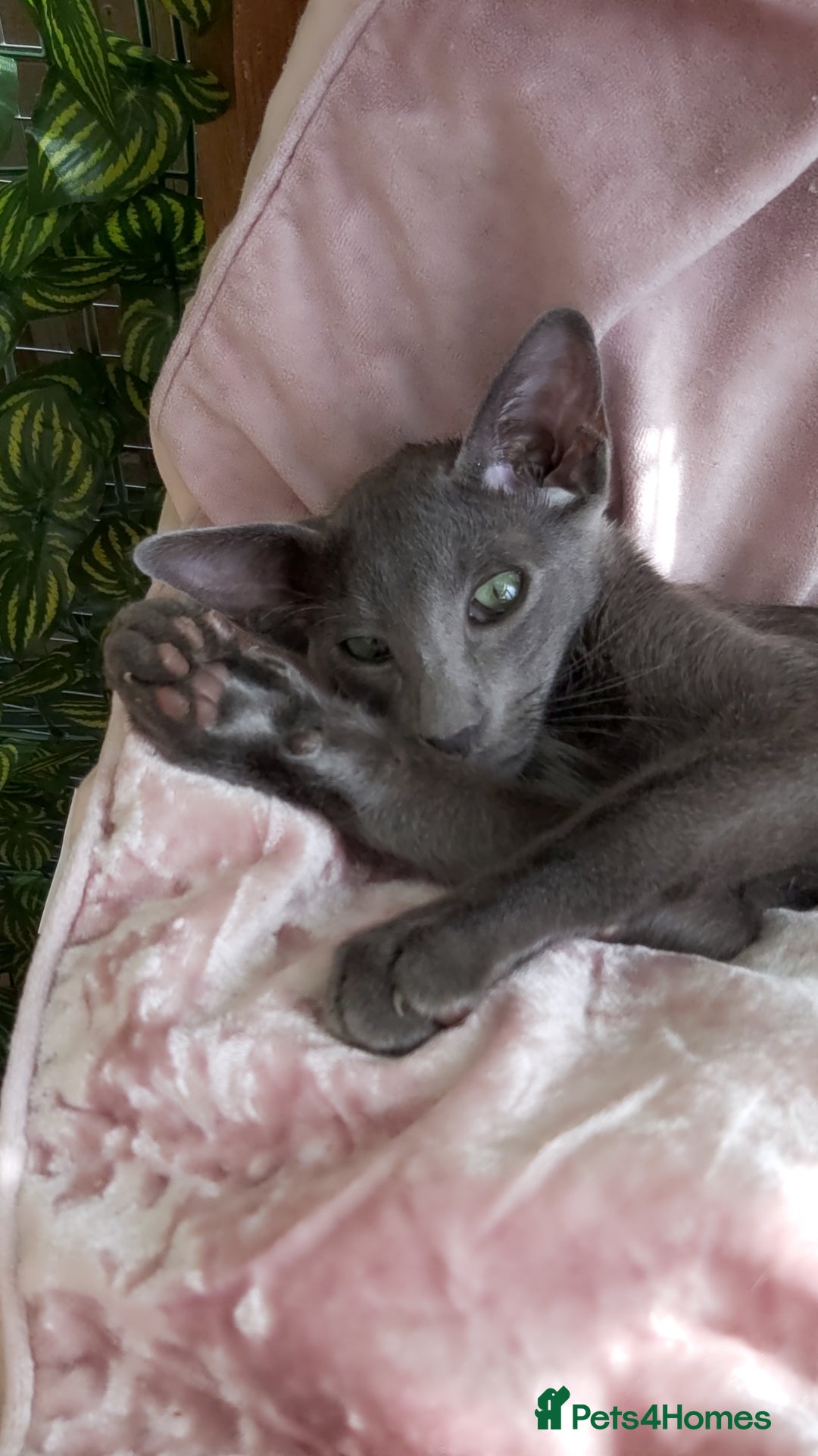Oriental cats for sale: Full Pedigree Oriental 1 Kitten XL size ears GCCF in Biggleswade - Image 8