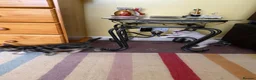 Mixed Breed cats for sale: 2 lovely kittens looking for their forever homes - Advert 5