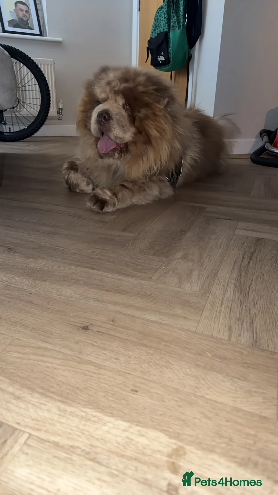 Chow Chow dogs for stud: CASH LILAC MERLE CHOW CHOW STUD  in Bradford - Advert 2