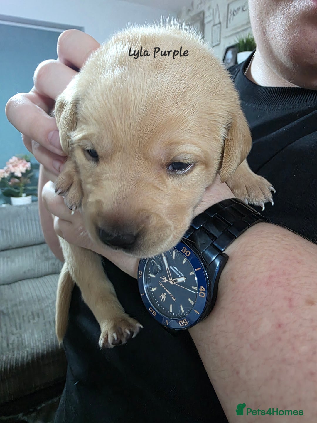 Labrador Retriever dogs for sale: Gorgeous Labrador puppies - Advert 29