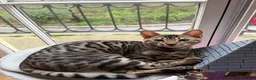Bengal cats for sale: 6 month old Beautiful male bengal  in Worthing - Advert 5