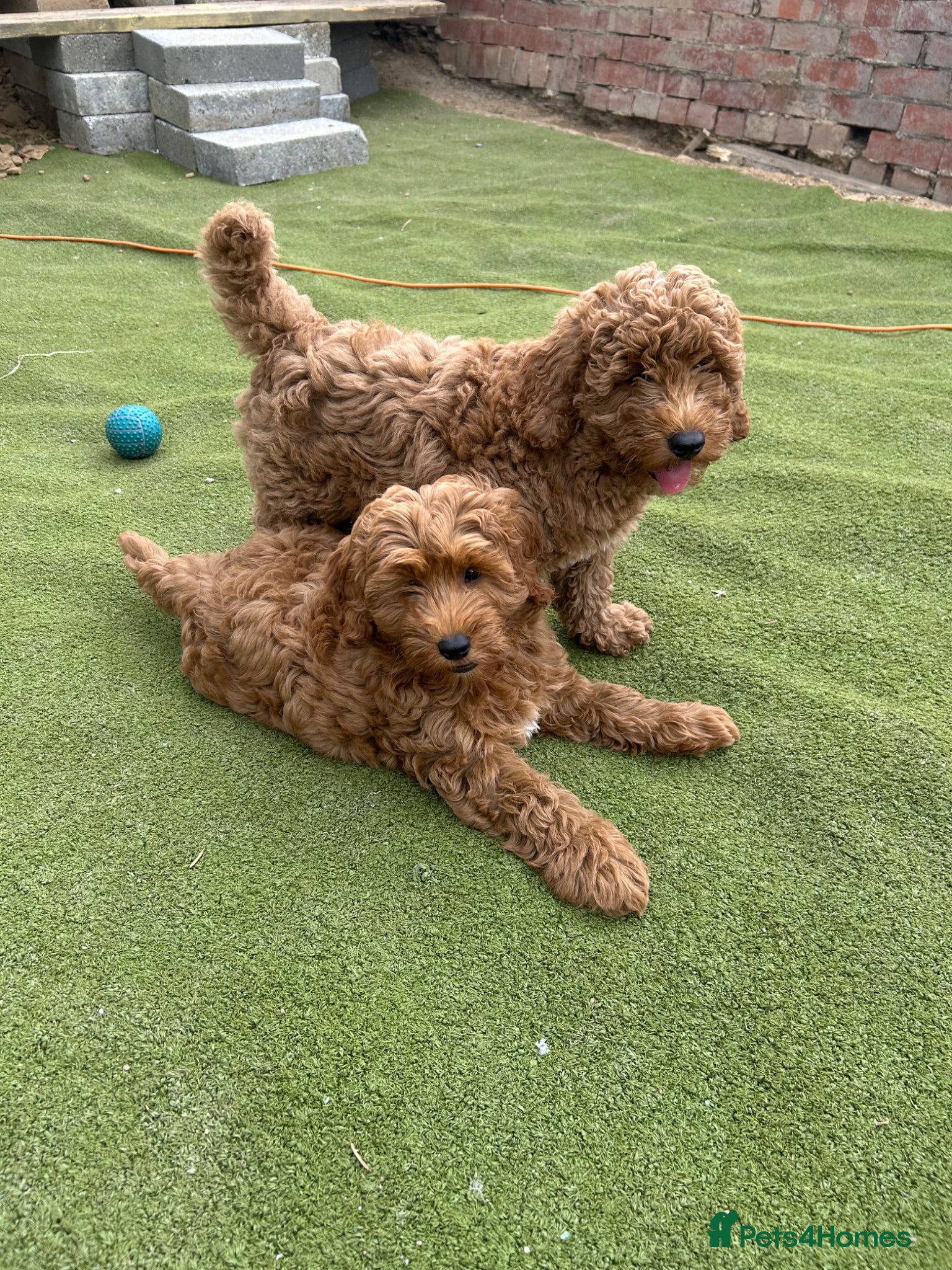 Cockapoo dogs Adorable Cockapoo Puppies Ready for Loving Homes - Advert 13