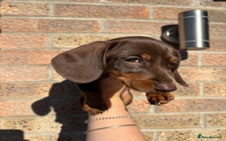 Miniature Dachshund dogs for sale: Miniature Dachshunds - Image 8