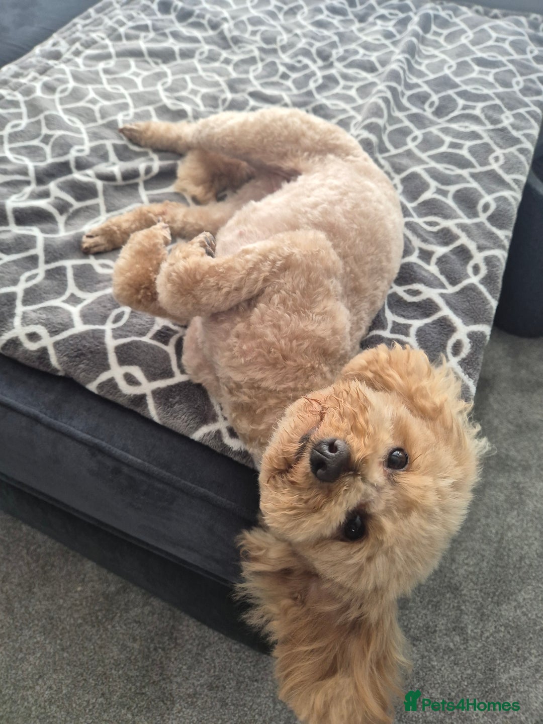 Miniature Poodle dogs for sale: KC Registered Red Miniature Poodle Puppies  - Image 9