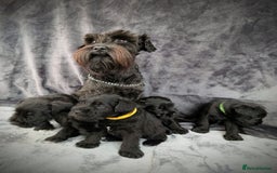 Miniature Schnauzer dogs for sale: Quality Mini Schnauzers - Image 16