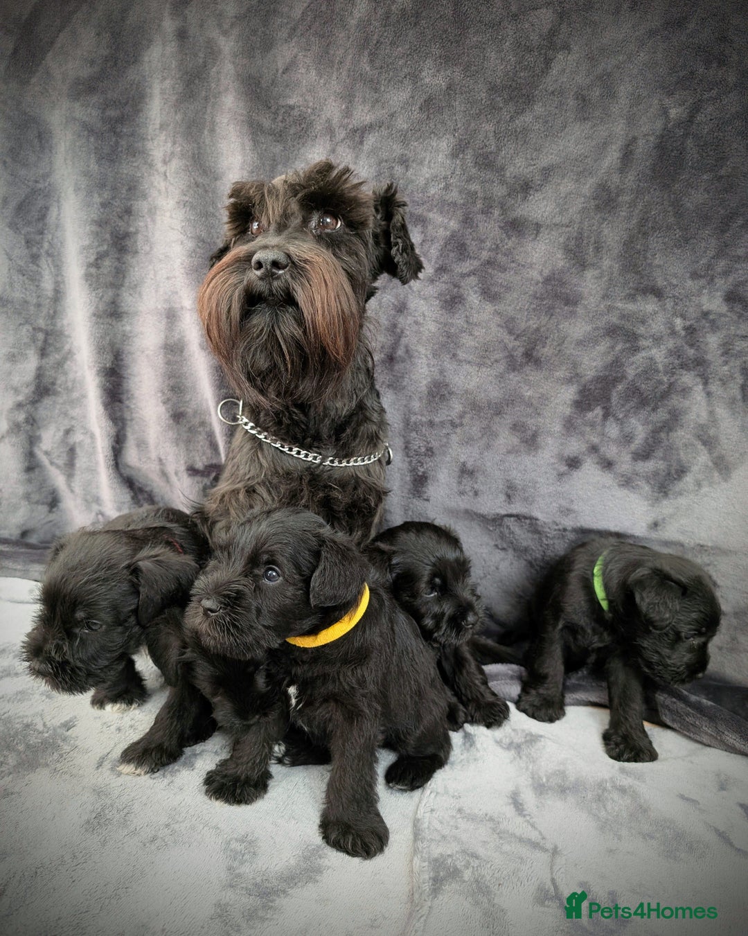 Miniature Schnauzer dogs for sale: Quality Mini Schnauzers - Image 16