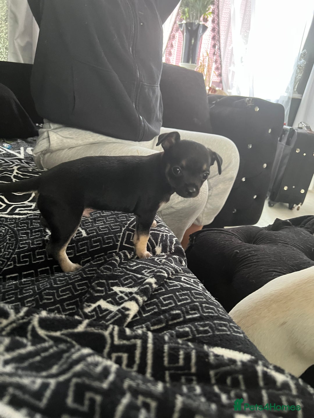Chihuahua dogs for sale: Little black male chihuahua puppy :)  - Image 4
