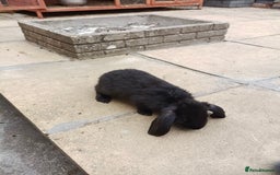 Mini Lop rabbits for sale: Rabbits for sale  - Image 2