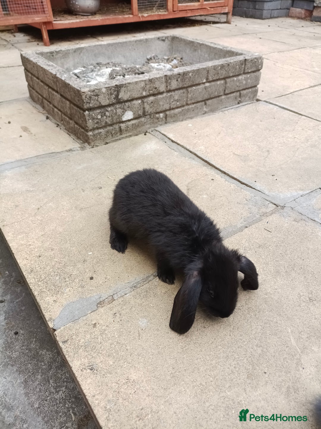 Mini Lop rabbits for sale: Rabbits for sale  - Image 2