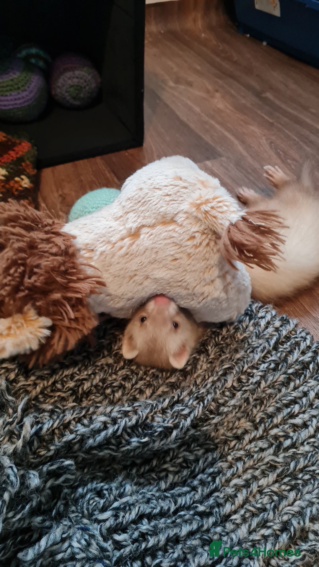 Ferret rodents for sale: Mia ferret - Image 4