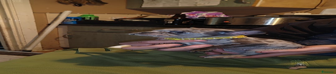 French Bulldog Puppy 5