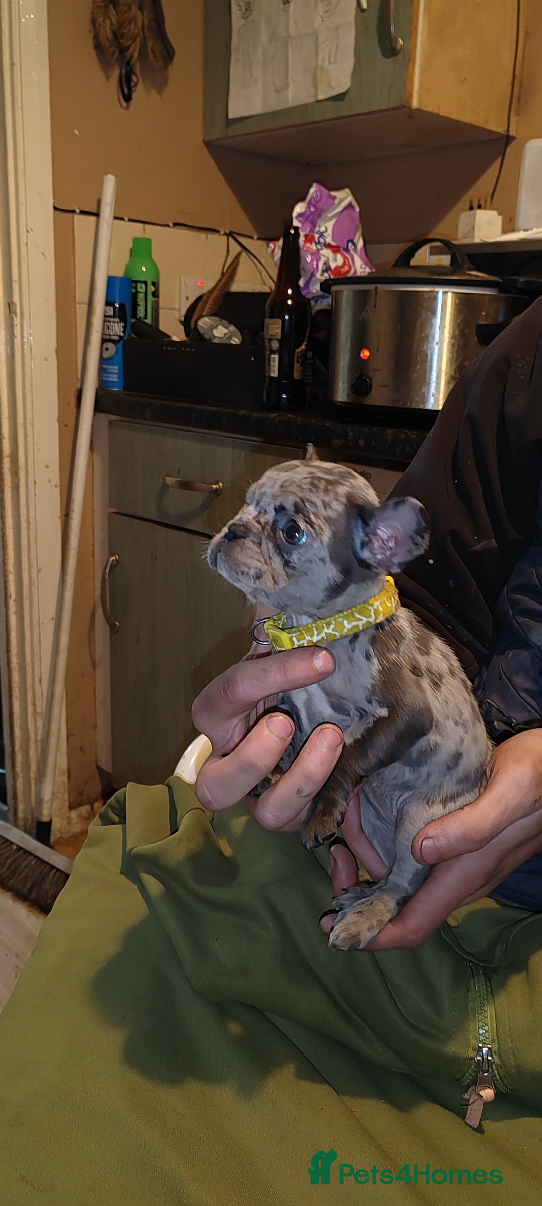 French Bulldog dogs for sale: French Bulldog puppies - Advert 4