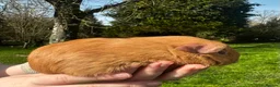 Guinea Pig rodents for sale: Saffron Boar - Advert 5