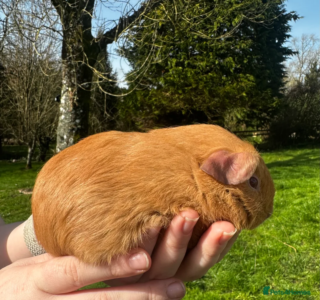 Guinea Pig rodents for sale: Saffron Boar - Advert 5