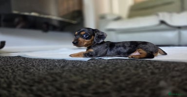 Miniature Dachshund dogs - Advert 2