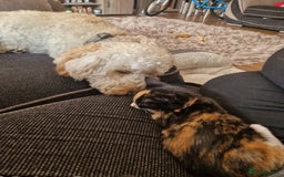 Mixed Breed cats for sale: Gorgeous calico kitten.. please read description  - Image 7
