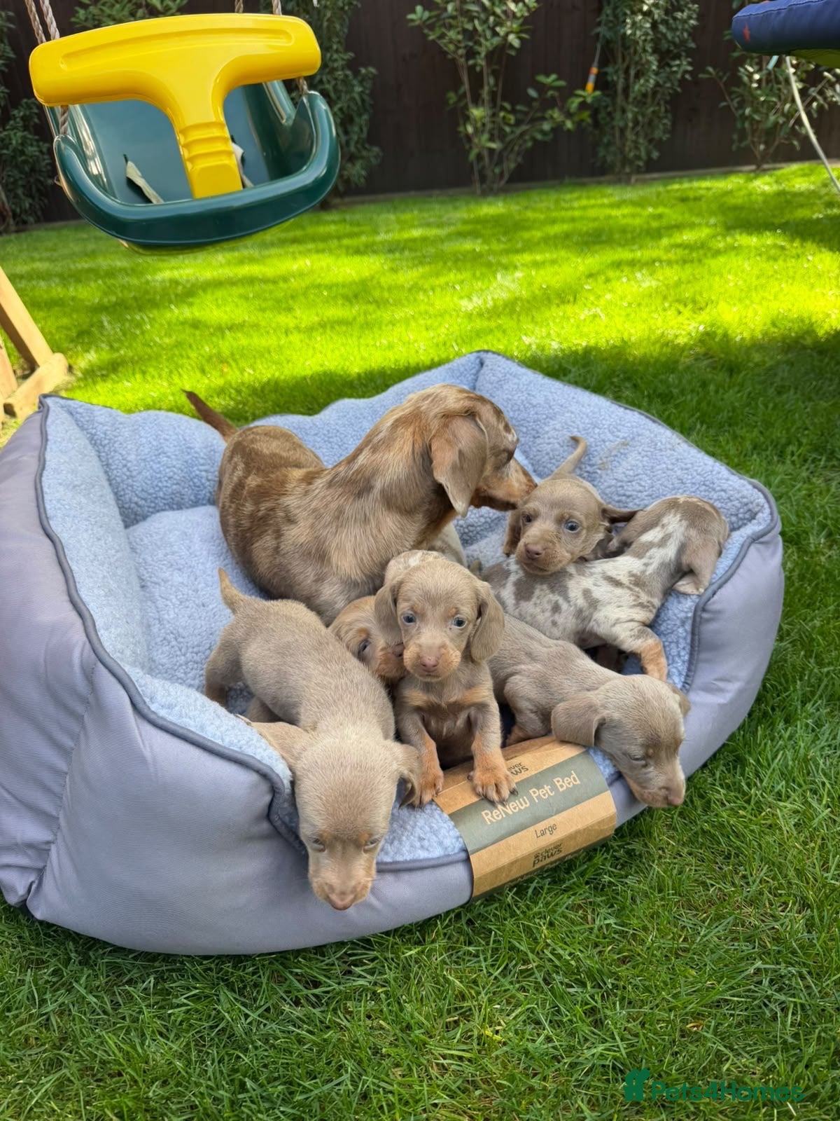 Miniature Dachshund dogs Miniature dachshund puppies! - Advert 2