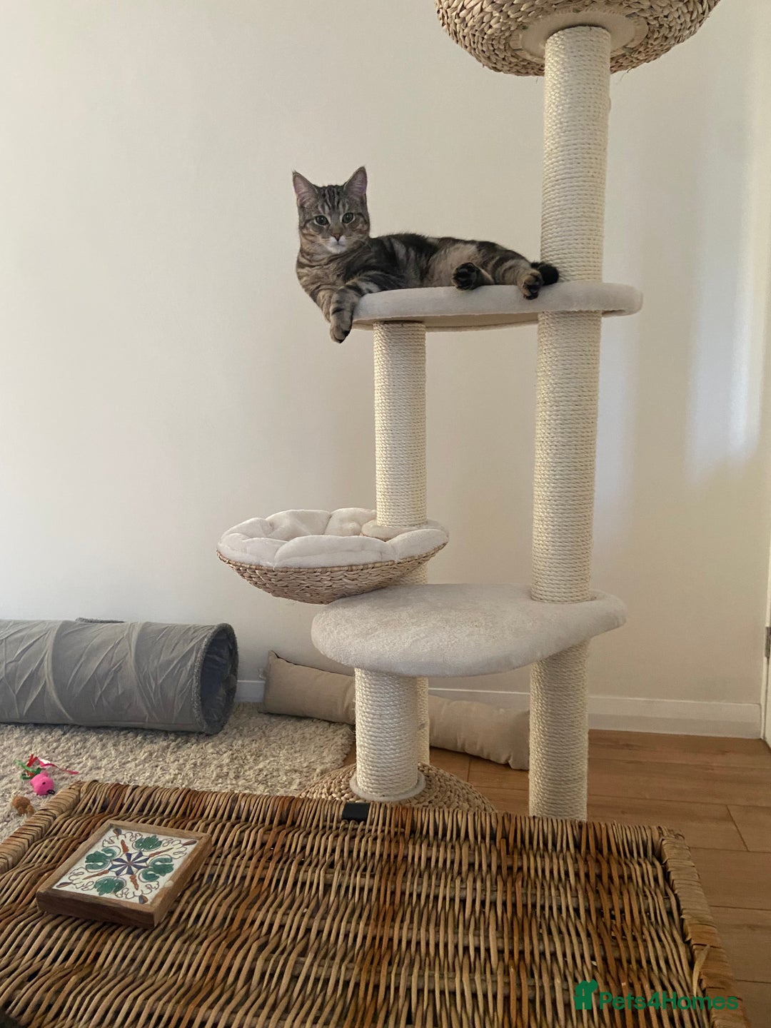 Mixed Breed cats for sale: Persian mix 7 month old kitten 💙 - Advert 3