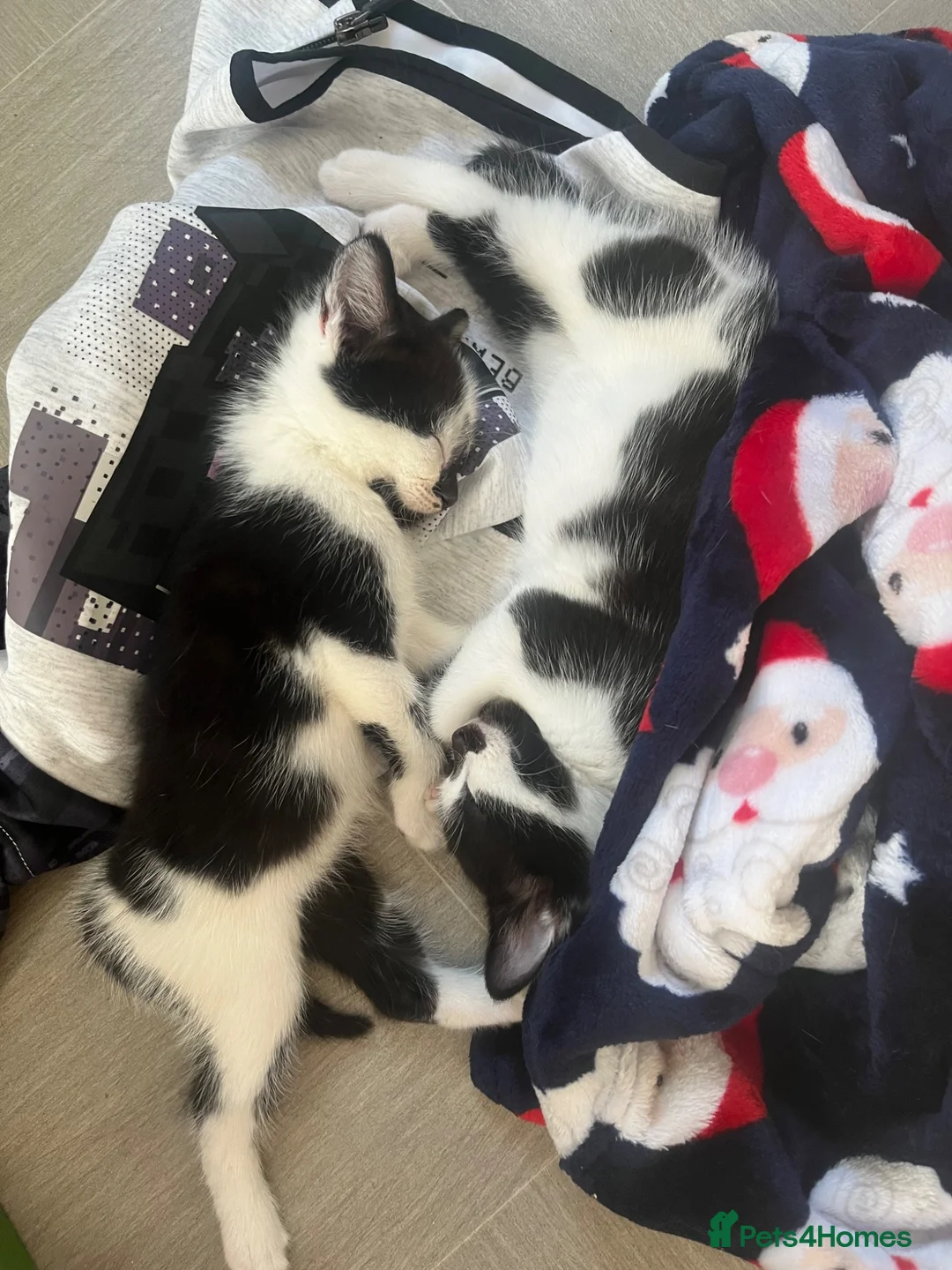 Mixed Breed cats for sale: Female kittens in Didcot - Advert 1