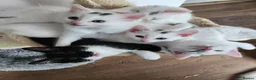 Mixed Breed cats for sale: White cats lovers calling  - Advert 12