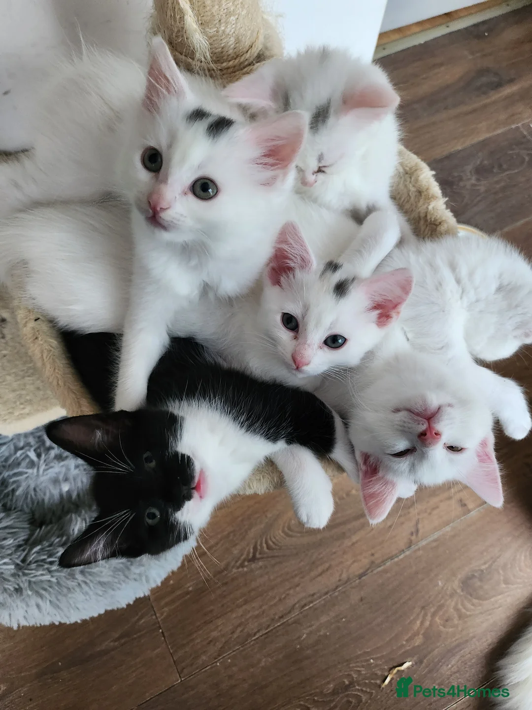 Mixed Breed cats for sale: White cats lovers calling  - Advert 12