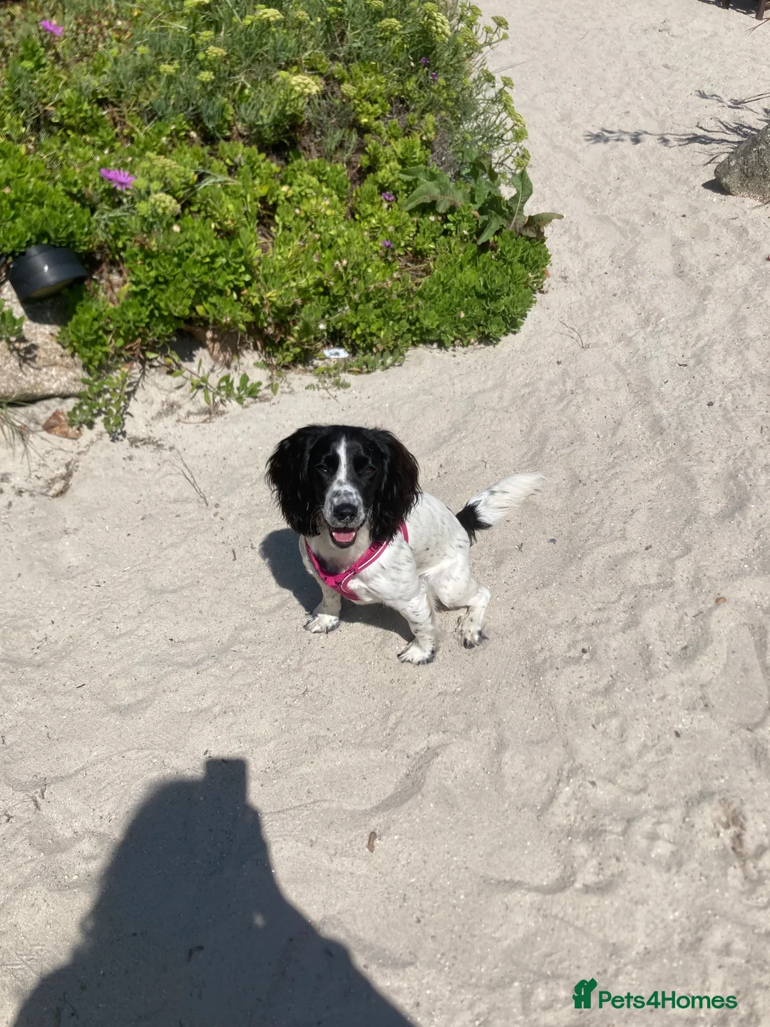 Cocker Spaniel dogs for sale: Working cocker spaniel puppies (White & Black) in Cardiff - Advert 5