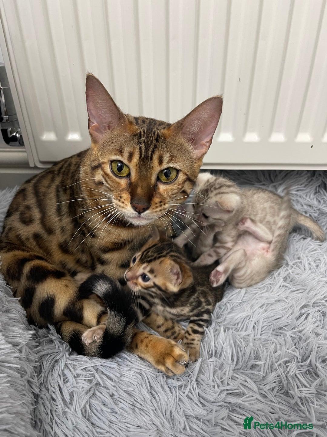 Bengal cats for sale: Bengal kittens for sale - Advert 13
